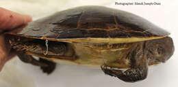 Image of Jardine River Turtle