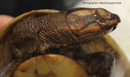 Image of Jardine River Turtle