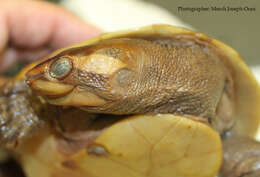 Image of Jardine River Turtle