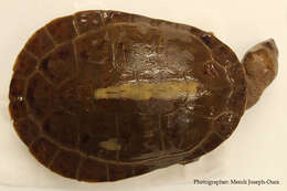 Image of Jardine River Turtle