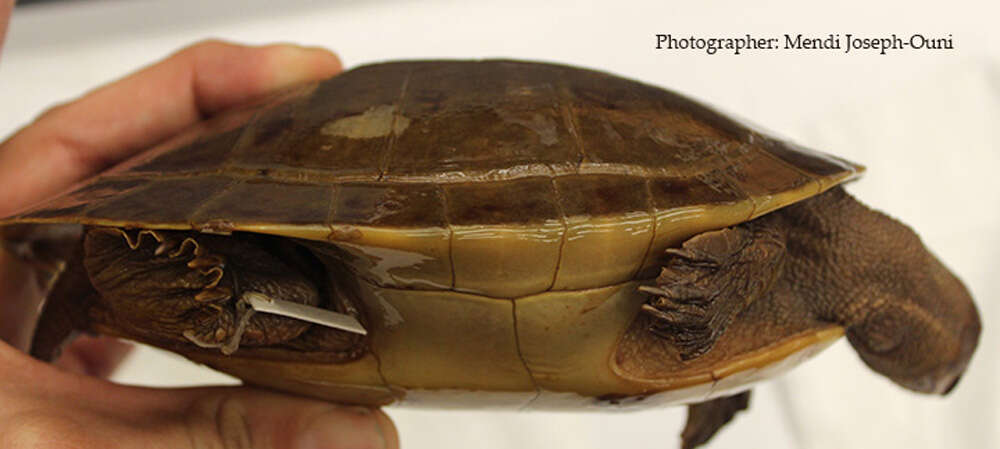 Image of Jardine River Turtle