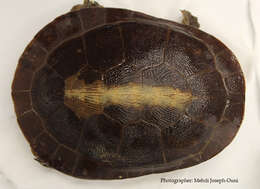 Image of Jardine River Turtle