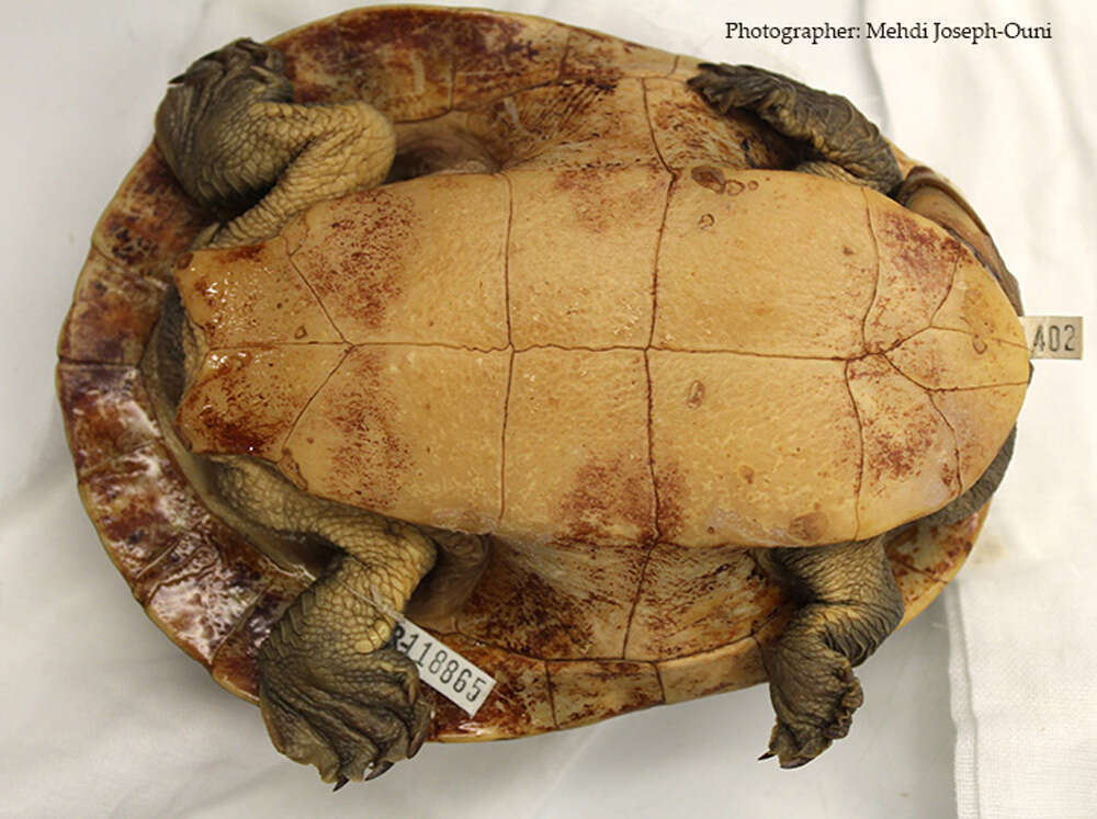 Image of Jardine River Turtle