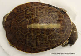 Image of Jardine River Turtle