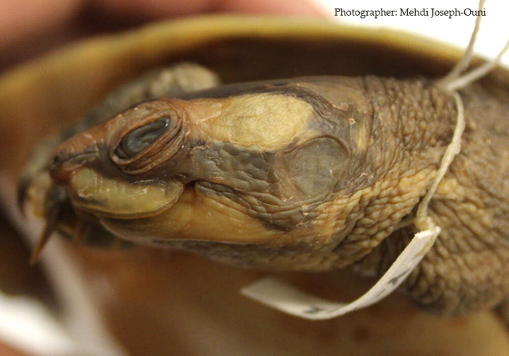 Image of Jardine River Turtle