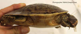 Image of Jardine River Turtle