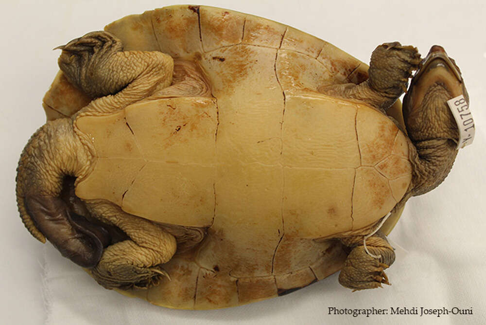 Image of Jardine River Turtle