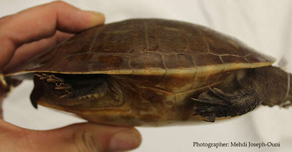 Image of Jardine River Turtle