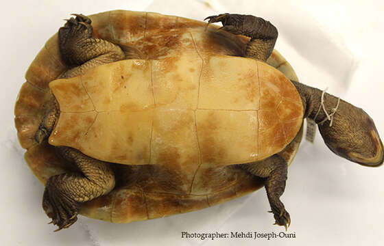 Image of Jardine River Turtle