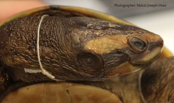 Image of Jardine River Turtle