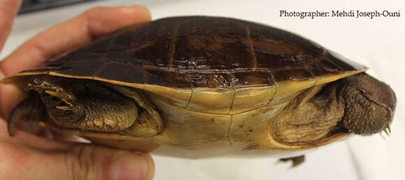 Image of Jardine River Turtle