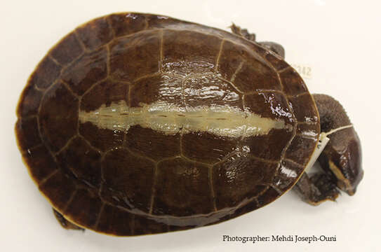 Image of Jardine River Turtle