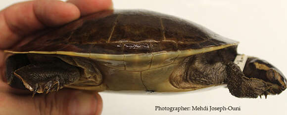 Image of Jardine River Turtle