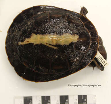 Image of Jardine River Turtle