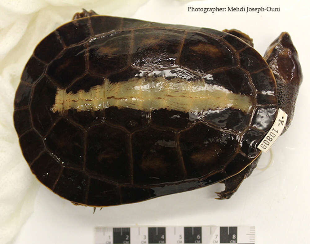 Image of Jardine River Turtle