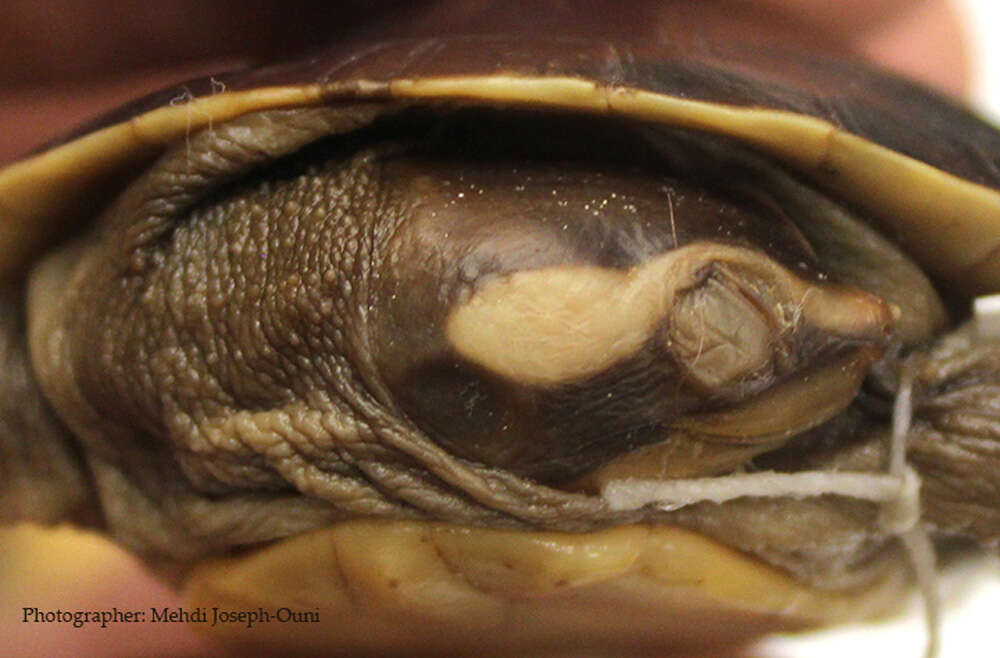 Image of Jardine River Turtle