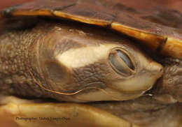 Image of Jardine River Turtle