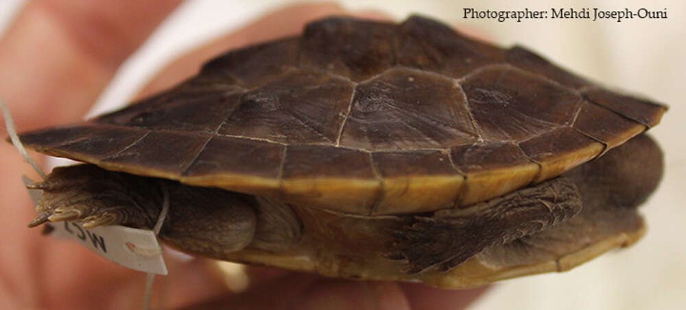 Image of Jardine River Turtle