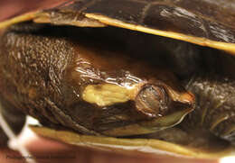 Image of Jardine River Turtle