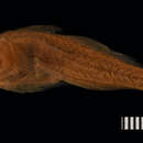 Image of Goby