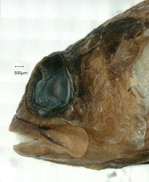 Image of Banded devilfish
