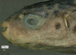 Image of Common puffer