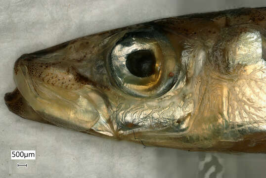 Image of Banded Blue Sprat