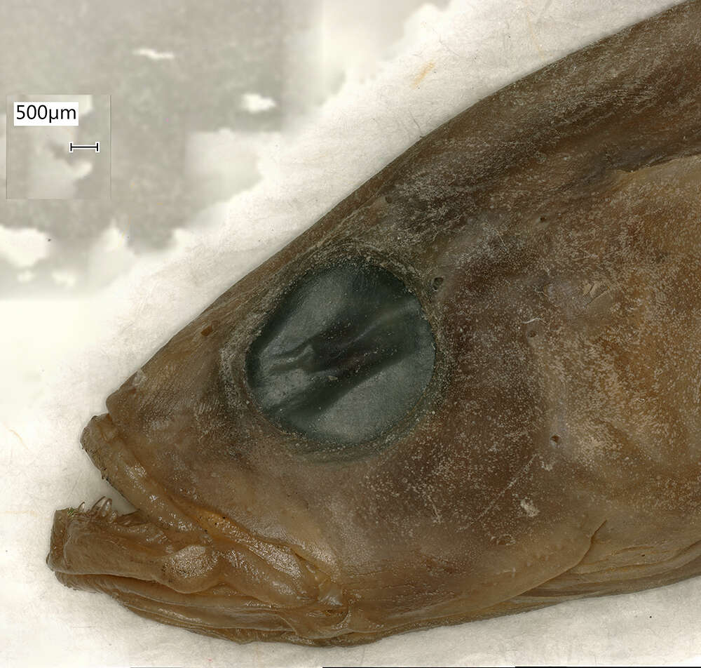 Image of Blue gudgeon