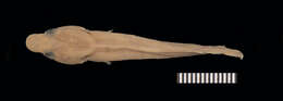 Слика од Lepadichthys frenatus Waite 1904