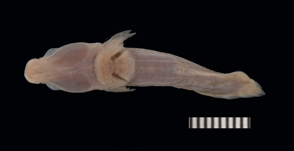 Слика од Lepadichthys frenatus Waite 1904