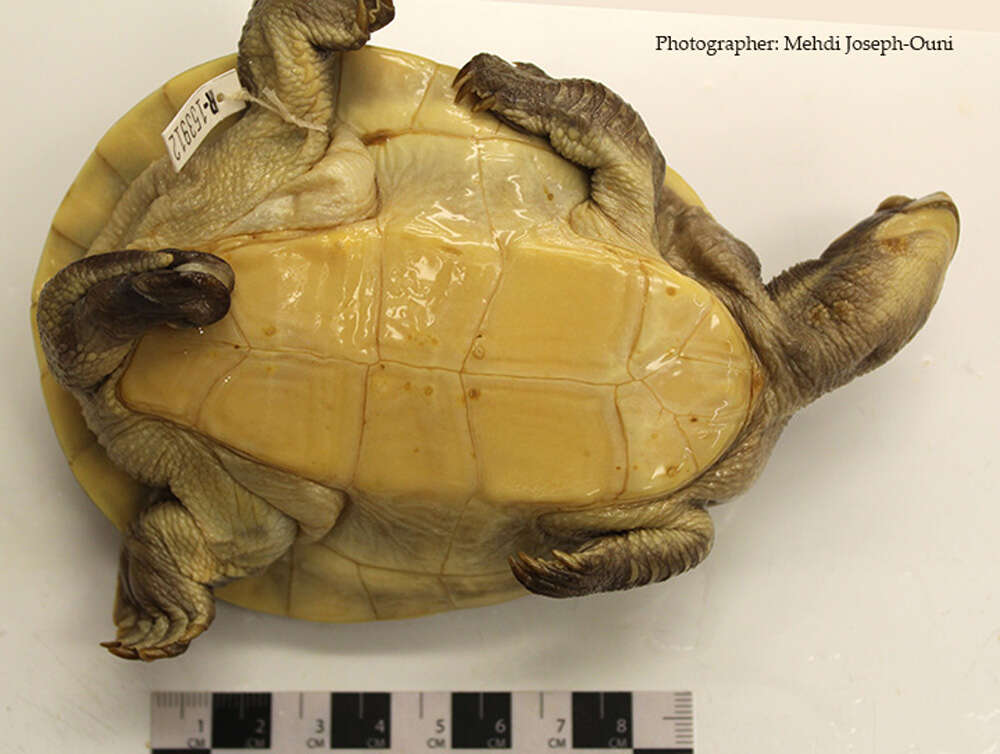 Image of Jardine River Turtle