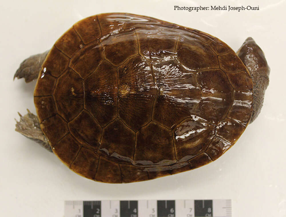 Image of Jardine River Turtle