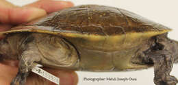 Image of Jardine River Turtle