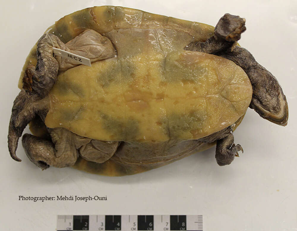 Image of Jardine River Turtle