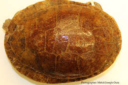 Image of Jardine River Turtle