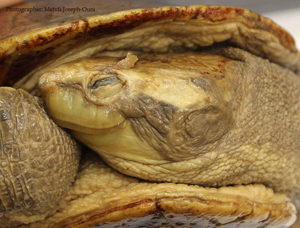 Image of Jardine River Turtle