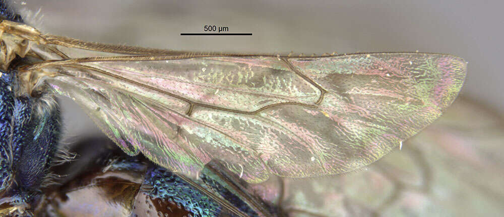 Image of Ceratina itzarum Cockerell 1931