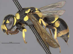 Image of Parancistrocerus atkinsi Bequard & Salt 1931