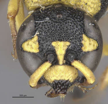 Image of Parancistrocerus atkinsi Bequard & Salt 1931