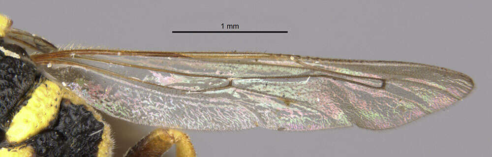 Image of Parancistrocerus atkinsi Bequard & Salt 1931