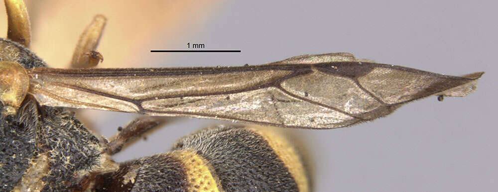 Image of Parancistrocerus androcles marginalis Giordani Soika 1995