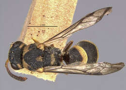 Image of Parancistrocerus androcles marginalis Giordani Soika 1995