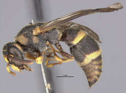 Image of Parancistrocerus androcles marginalis Giordani Soika 1995