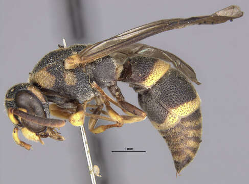 Image of Parancistrocerus androcles (Meade-Waldo 1910)