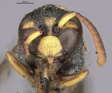 Image of Parancistrocerus androcles marginalis Giordani Soika 1995