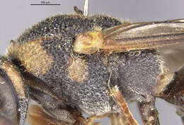 Image of Parancistrocerus androcles marginalis Giordani Soika 1995