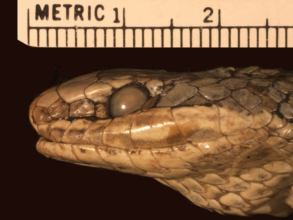 Image of Grey-bellied Grass Snake