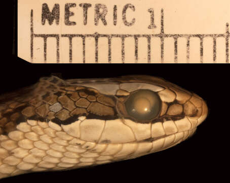 Image of Grey-bellied Grass Snake