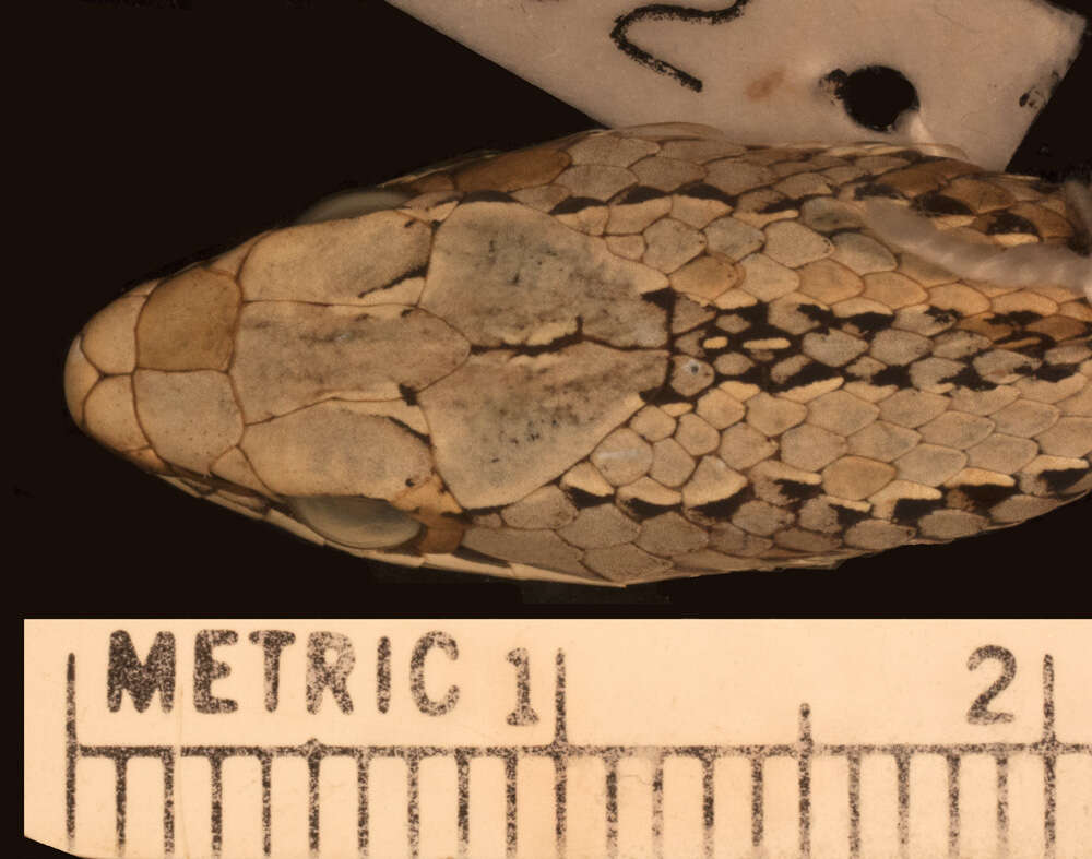 Image of Grey-bellied Grass Snake