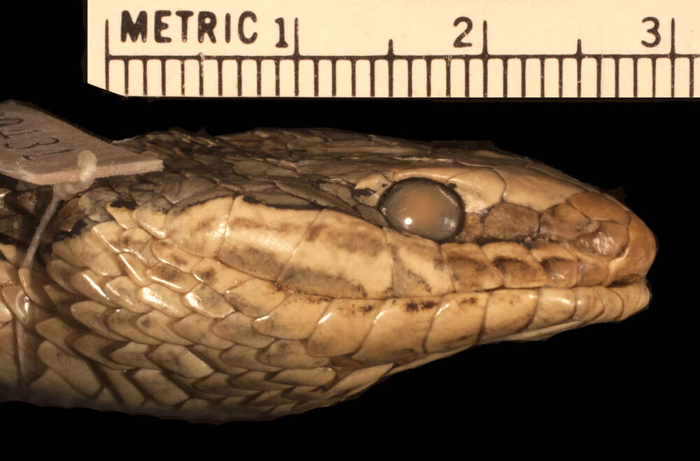 Image of Grey-bellied Grass Snake